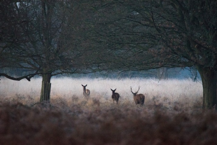 2017-12-12 - Richmond Park-005