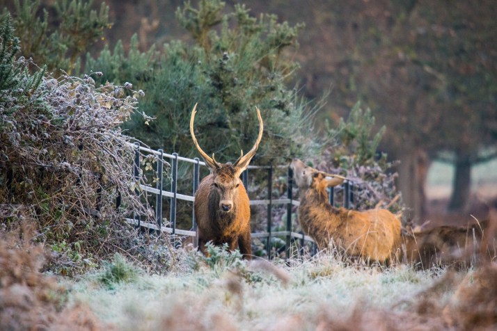 2017-12-12 - Richmond Park-007