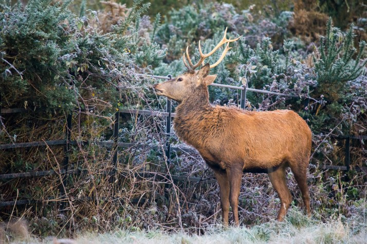 2017-12-12 - Richmond Park-009