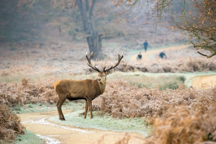 2017-12-12 - Richmond Park-013