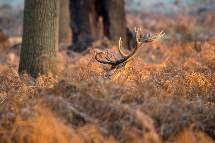 2017-12-12 - Richmond Park-018