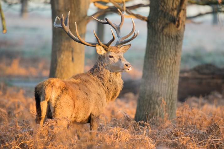 2017-12-12 - Richmond Park-019