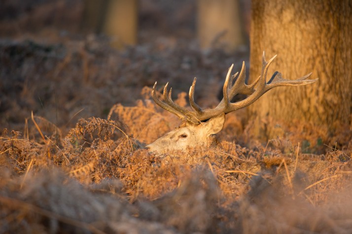 2017-12-12 - Richmond Park-025