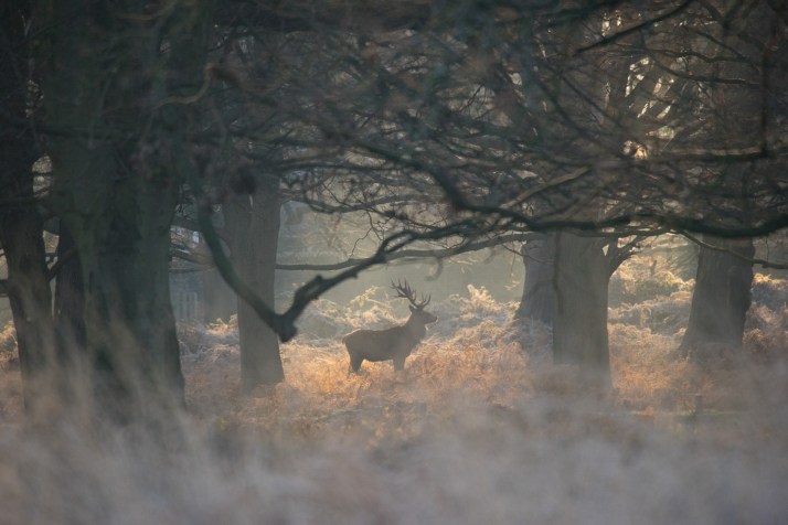 2017-12-12 - Richmond Park-027