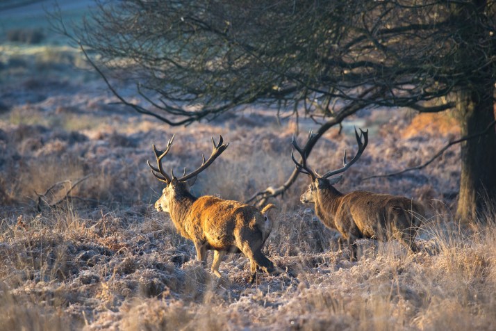 2017-12-12 - Richmond Park-036