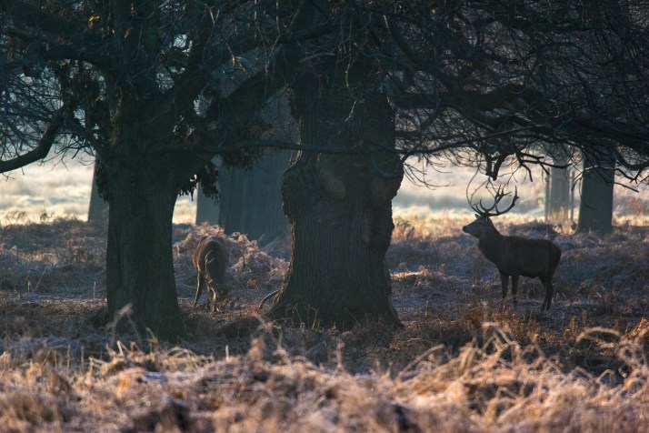 2017-12-12 - Richmond Park-037