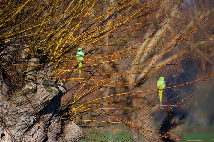 2017-12-12 - Richmond Park-040