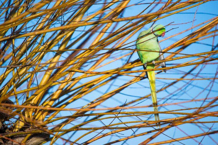2017-12-12 - Richmond Park-042