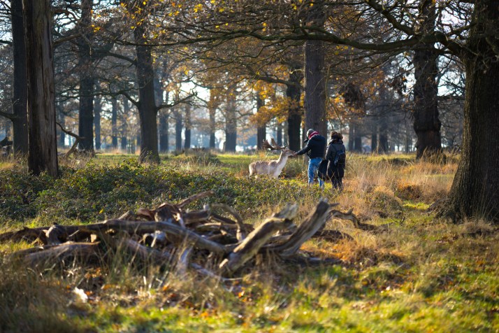 2017-12-12 - Richmond Park-045