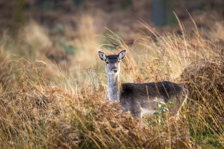 2017-12-12 - Richmond Park-047
