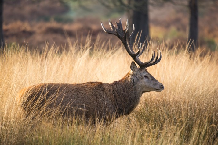 2017-12-12 - Richmond Park-052