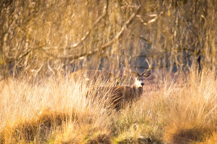 2017-12-12 - Richmond Park-058