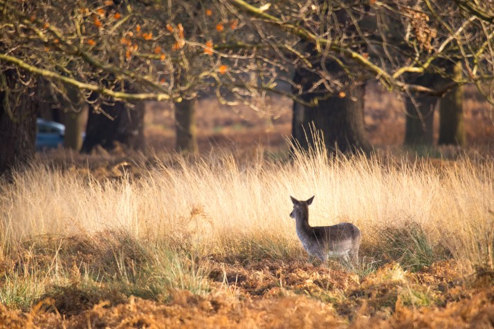 2017-12-12 - Richmond Park-059