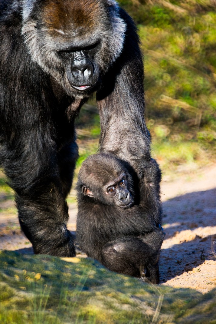 02-01-2017-BristolZoo-004