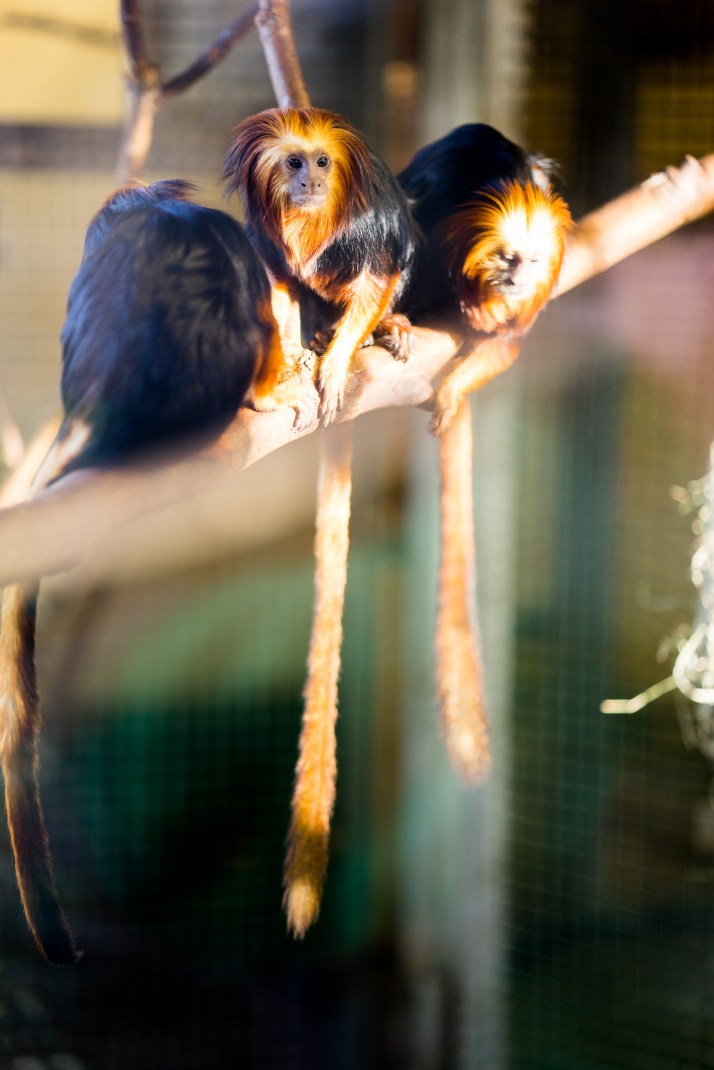 02-01-2017-BristolZoo-005