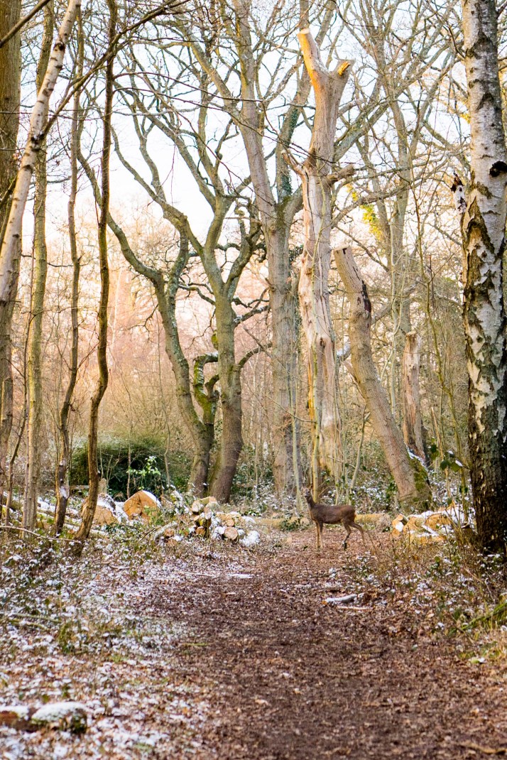 2018-02-28 - Snowy Epsom Common-001