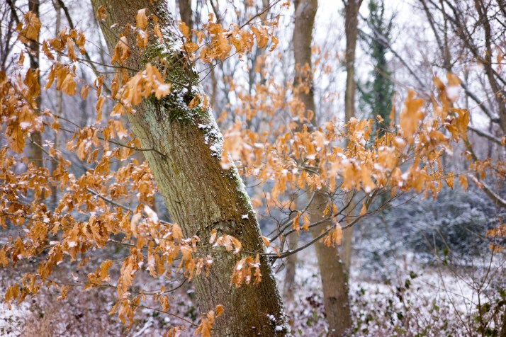 2018-03-02 - Snowy Epsom Common-002