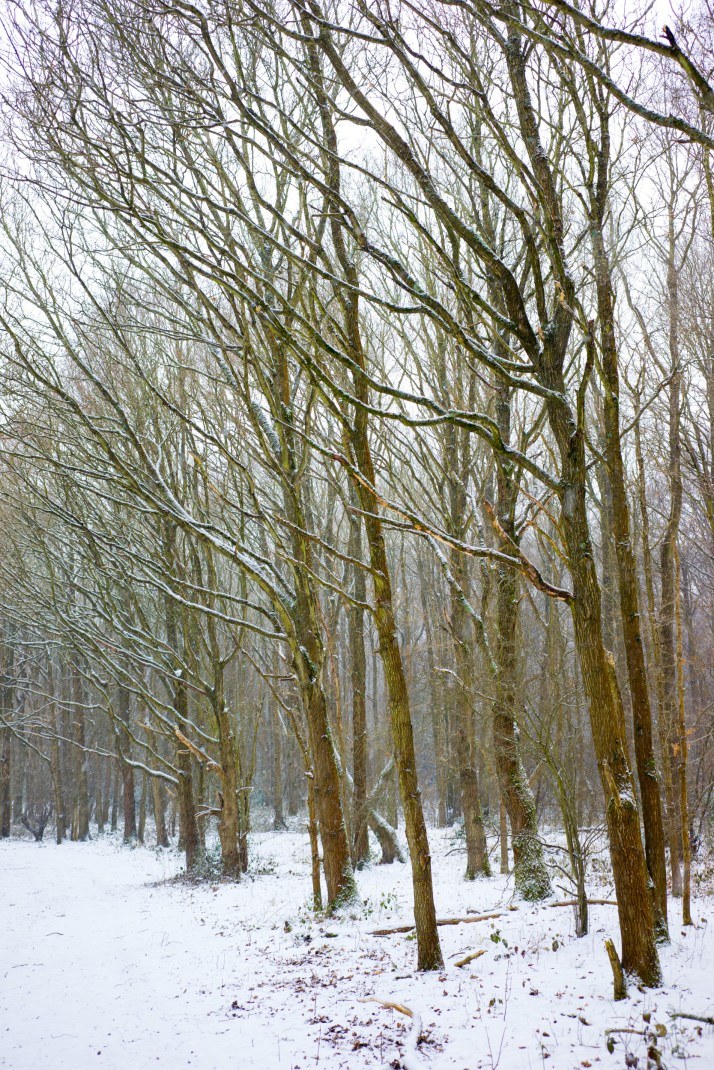 2018-03-02 - Snowy Epsom Common-005
