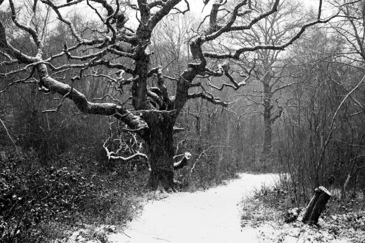 2018-03-02 - Snowy Epsom Common-007