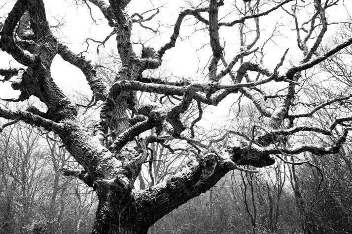 2018-03-02 - Snowy Epsom Common-009