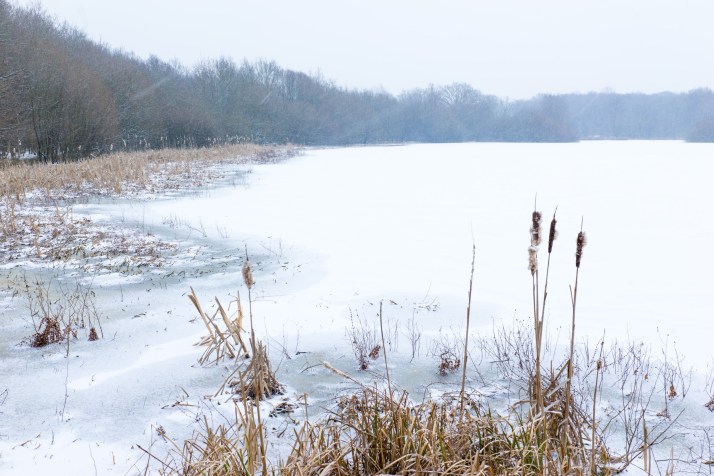 2018-03-02 - Snowy Epsom Common-010