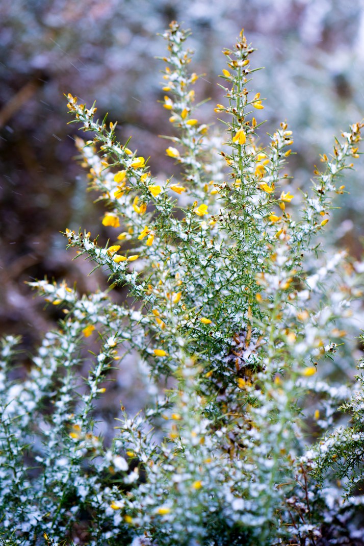 2018-03-02 - Snowy Epsom Common-012