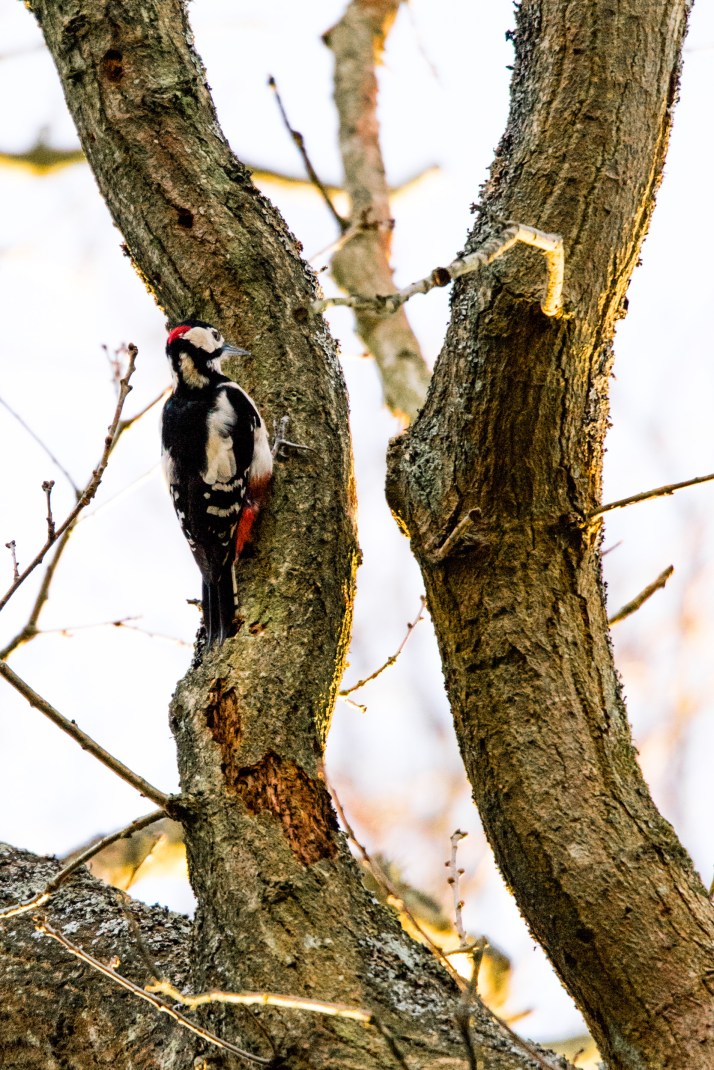 2018-03-16 - Woodpecker Epsom Common-002