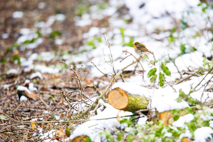 2018-03-19 - Epsom Common BftE 2-002