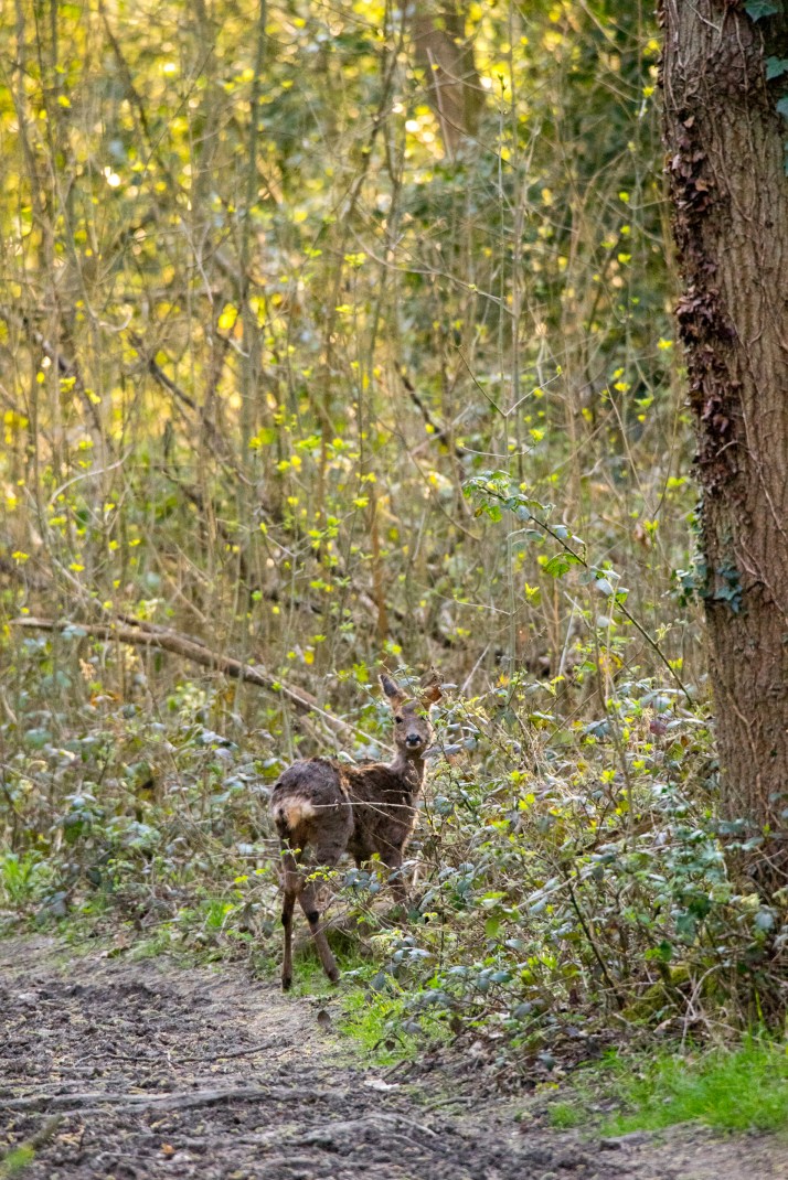 2018-04-19 - Deer in Epsom common-001
