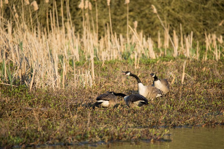 2018-04-19 - Deer in Epsom common-005