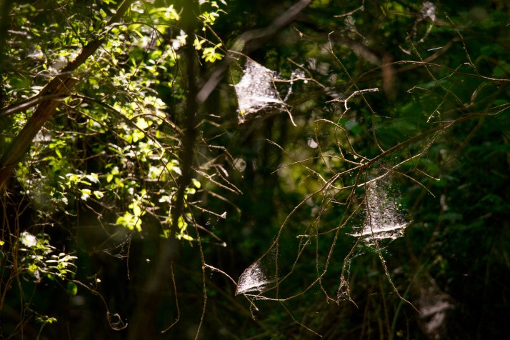 2018-05-07 - Spider webs in Epsom common-001