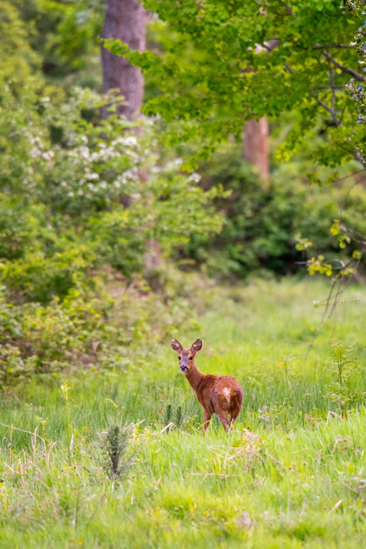 2018-05-17 - Epsom deer-005