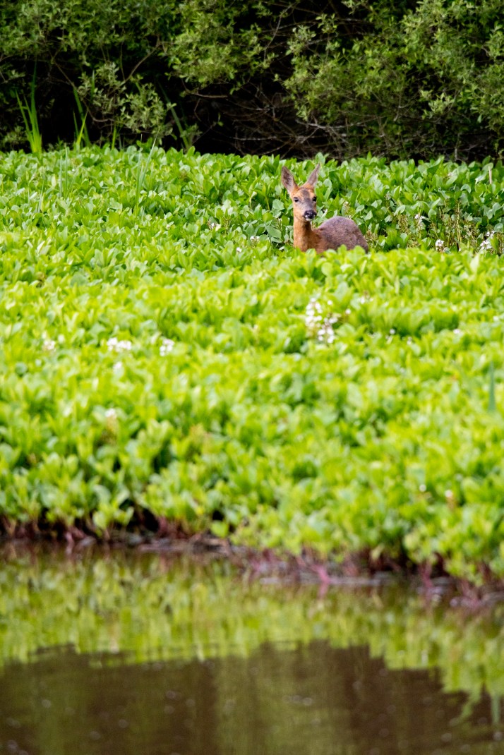 2018-05-17 - Epsom deer-012