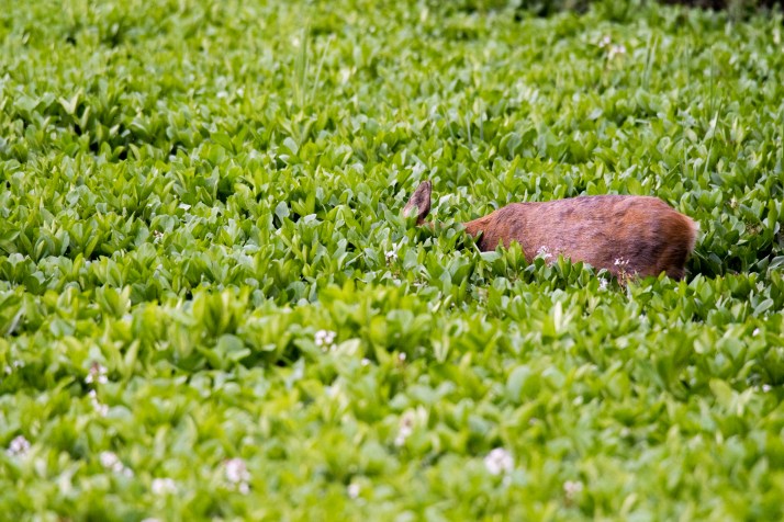 2018-05-17 - Epsom deer-013