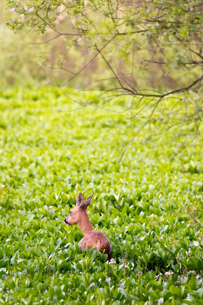 2018-05-17 - Epsom deer-021