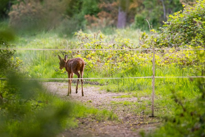 2018-05-17 - Epsom deer-002